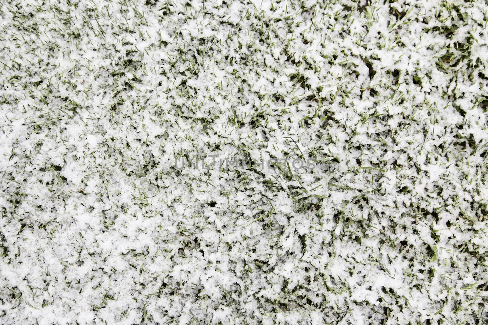 Snow on the grass, detail of a cold winter day