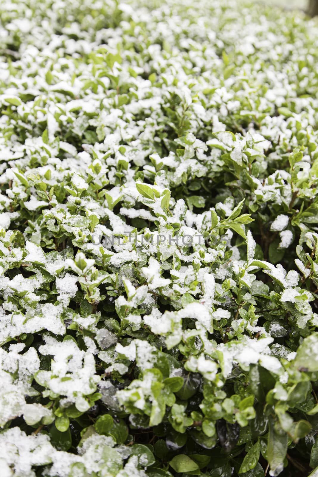 Snow on the grass, detail of a cold winter day