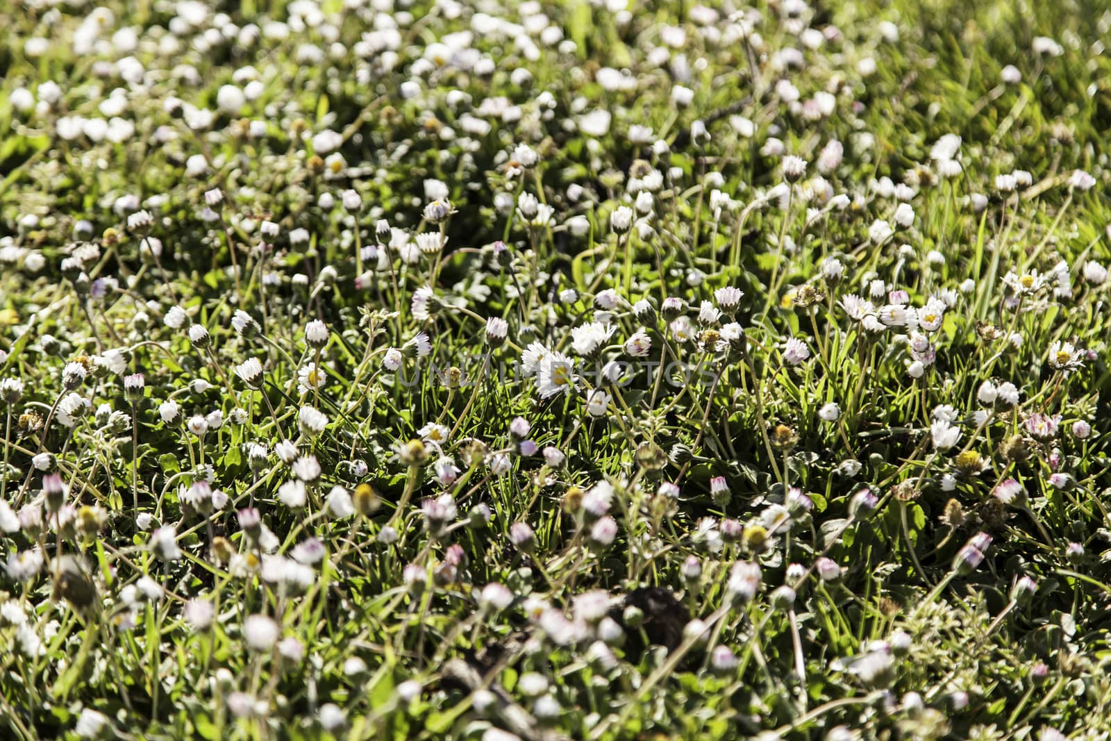 Daisies in the field, detail of some flowers, spring, pollen