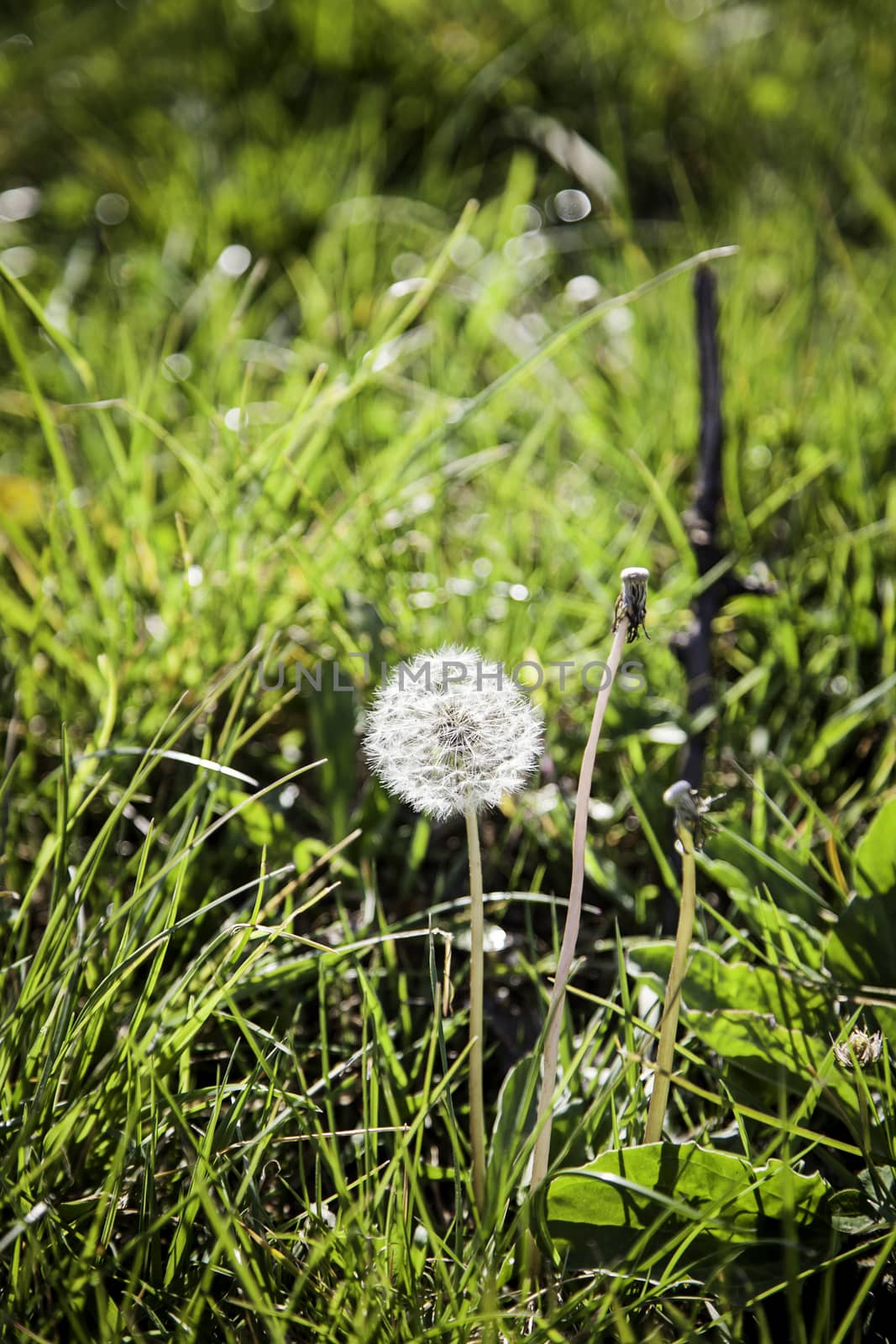 Dandelion plant, detail of a flower in the nature, spring, pollen, allergy