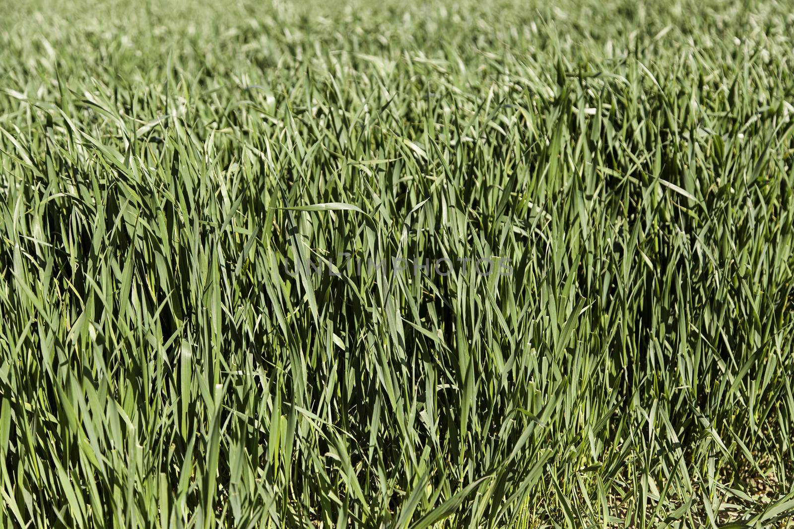 Fresh grass, detail of a green field, nature