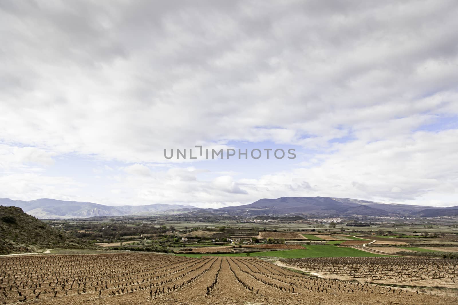 Vines in the field, detail of a field with grapes to make wine, winery