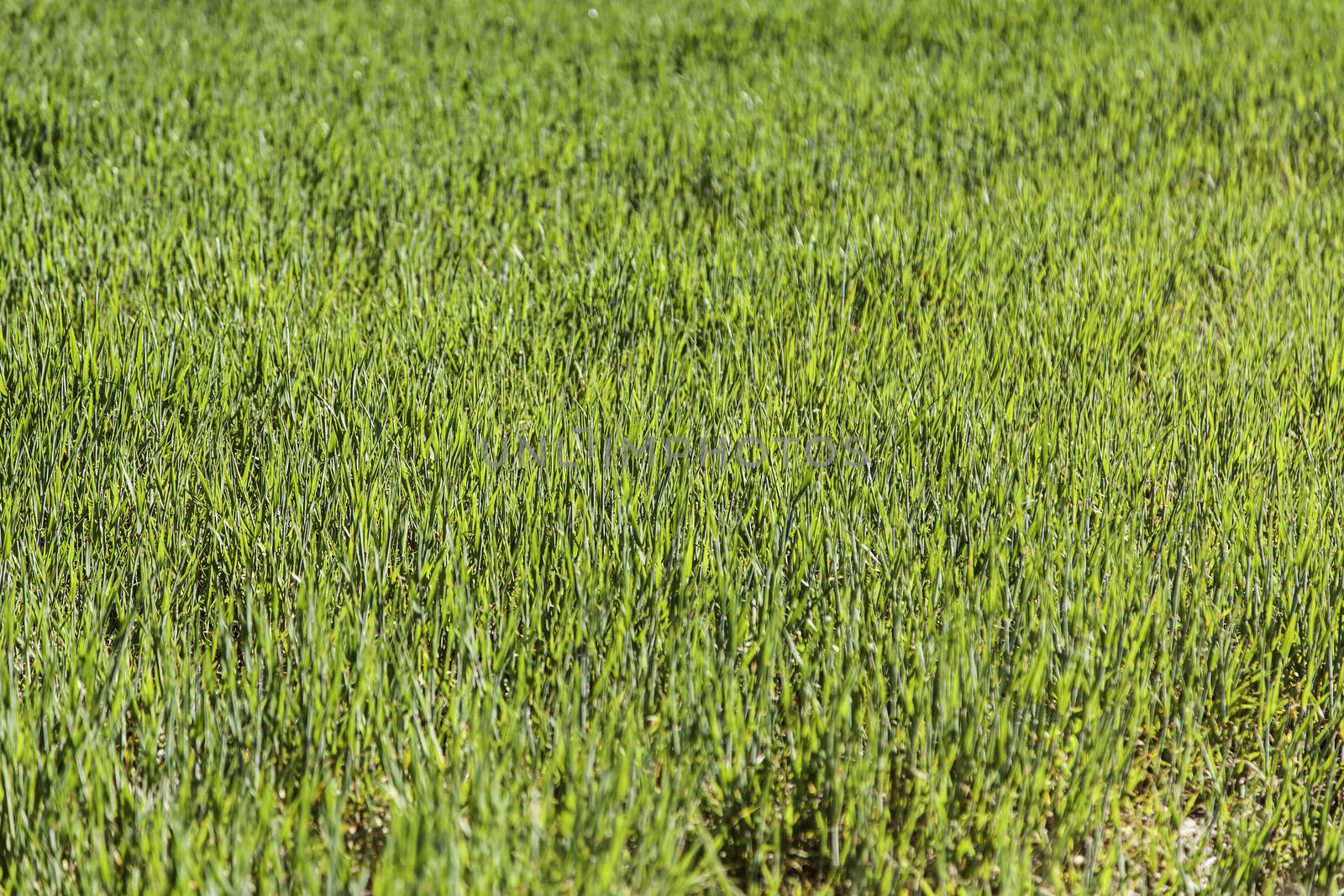 Fresh grass, detail of a green field, nature