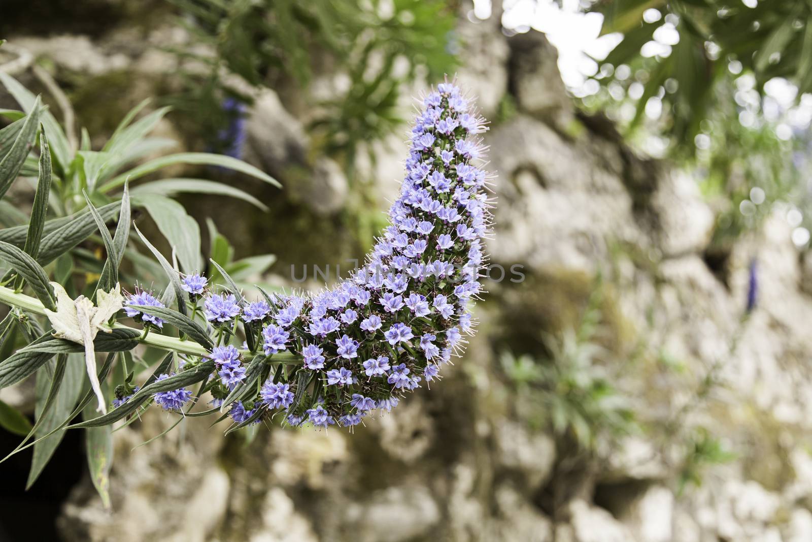 Long blue flower, detail of a flower with good smell