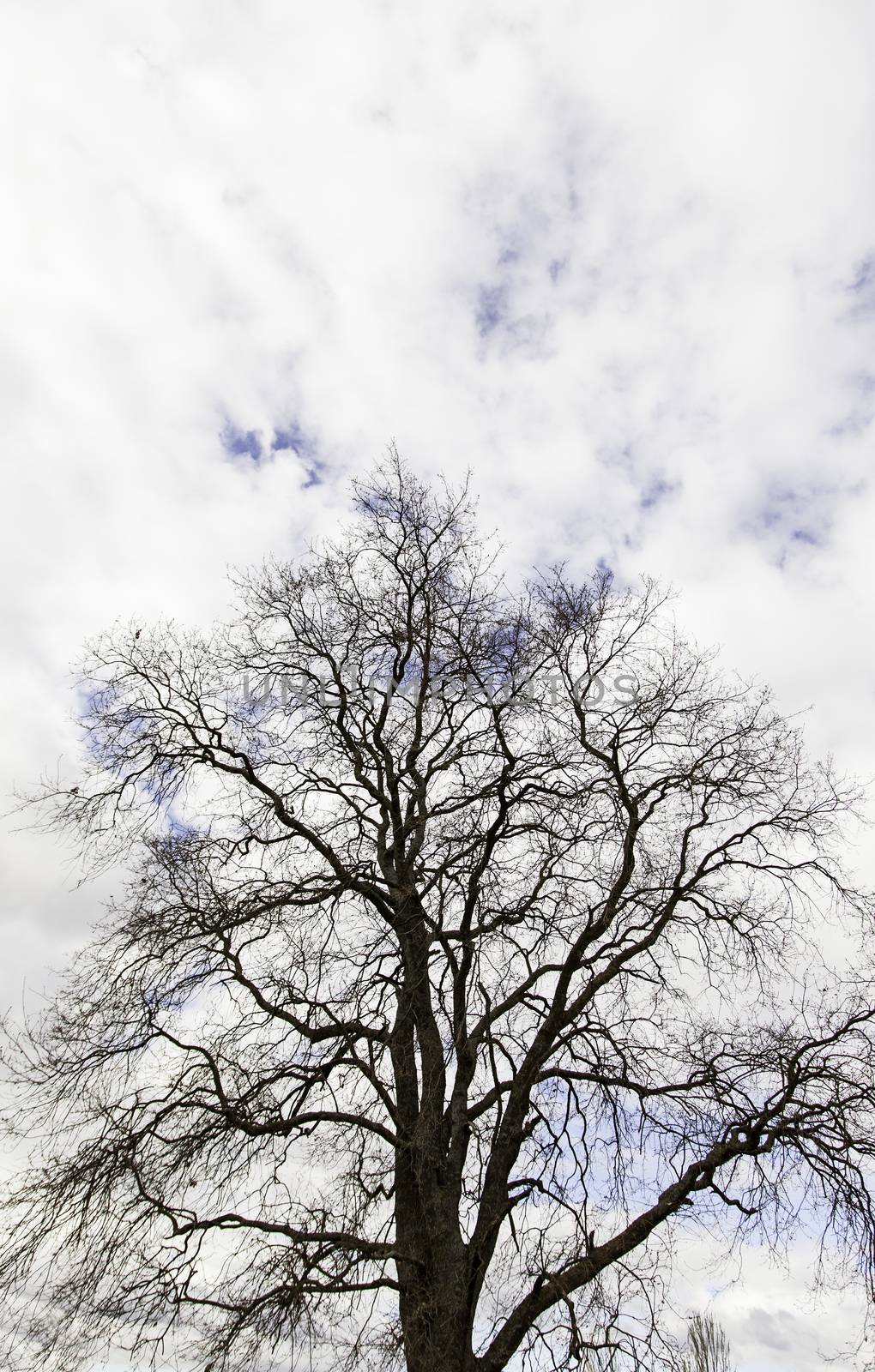 Tetric tree, detail of a tree branches, tetric, nature