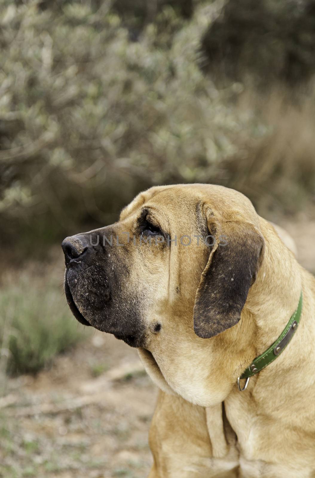 Spanish hound, detail of a purebred dog, pet
