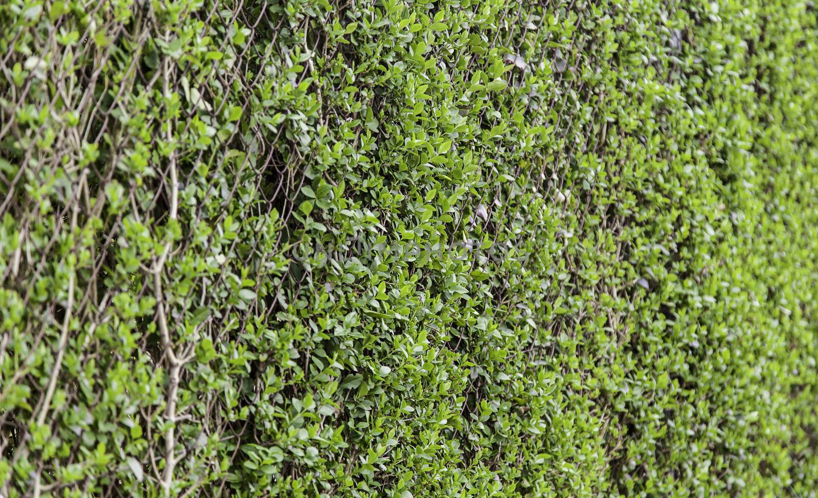 Fresh grass, detail of a green field, nature