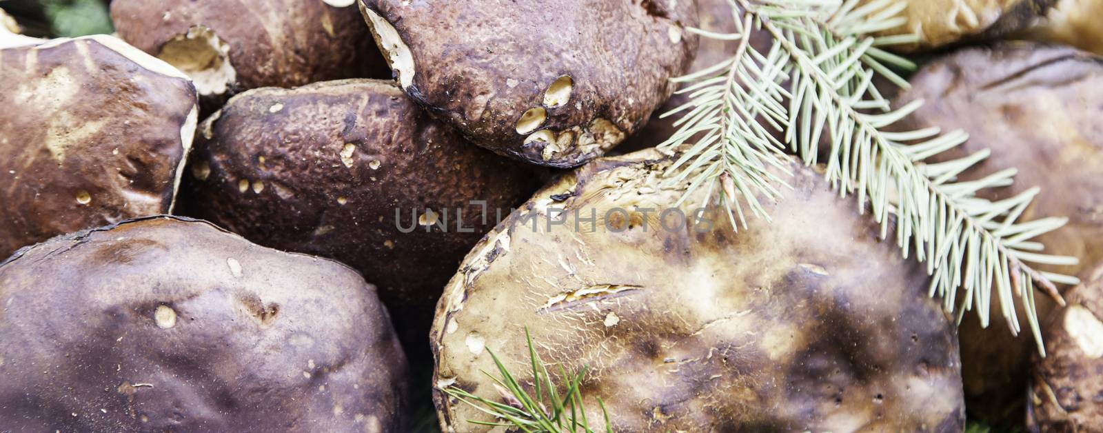 Mountain mushrooms, detail of wild edible mushrooms