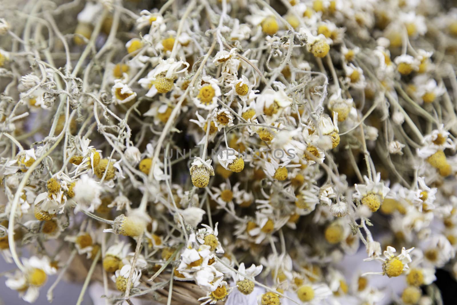 Dried chamomile, detail of an infusion, yellow flowers