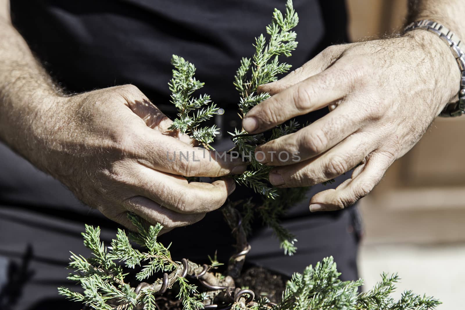 Pruning bonsai, detail of a craftsman creating bonsai, oriental art