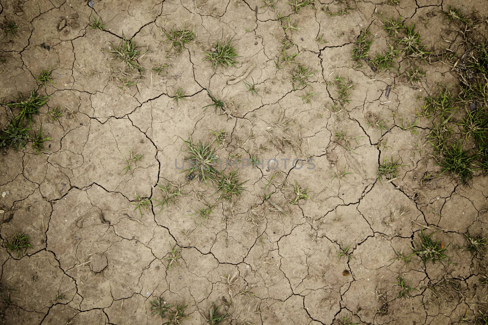 Dry soil by a drought, detail of climate change, ecological disaster