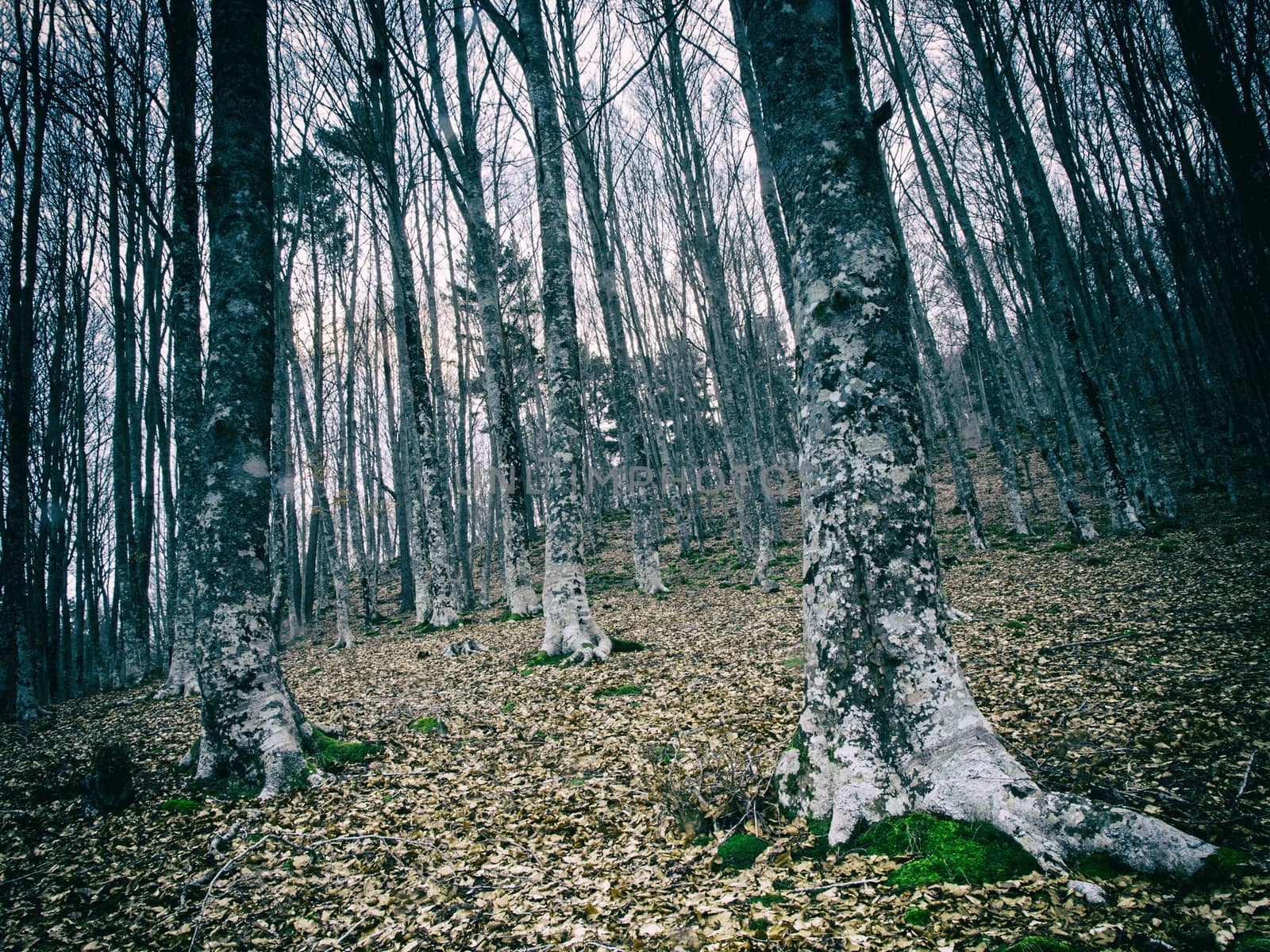 Forest, detail, an ancient forest in the nature, beauty