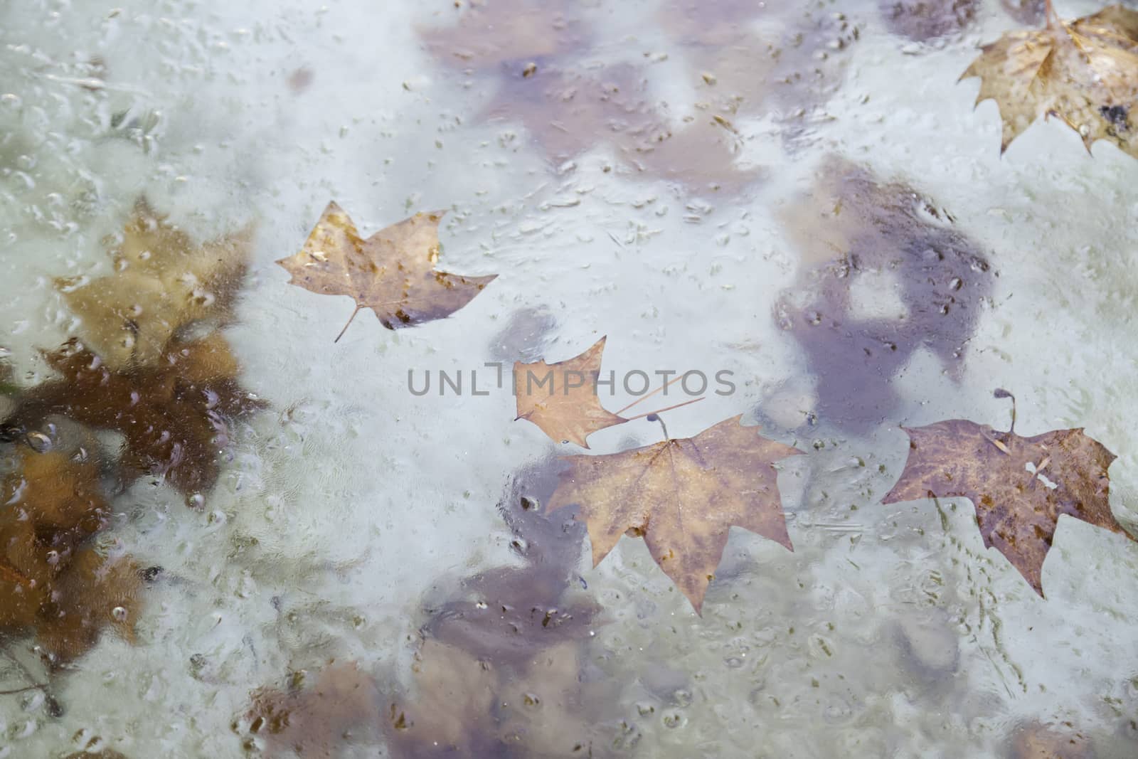 Cold water with leaves, detail of a winter day, cold