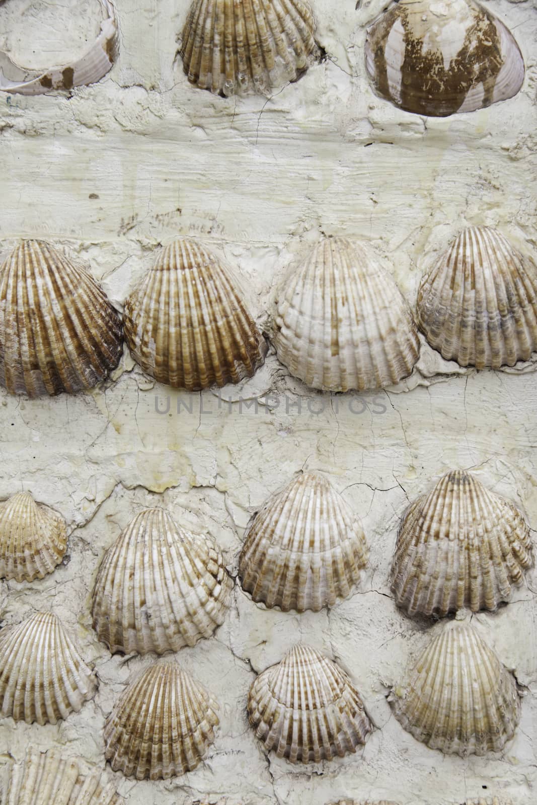 Shells, wall, detail of some seashells, decoration