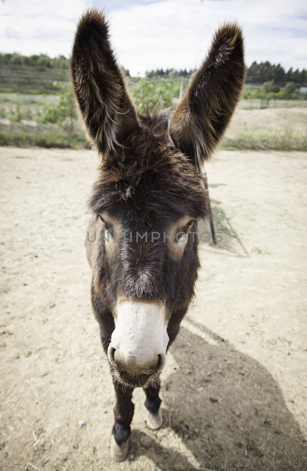 Donkey on a farm, detail of a mammal animal, farm animal