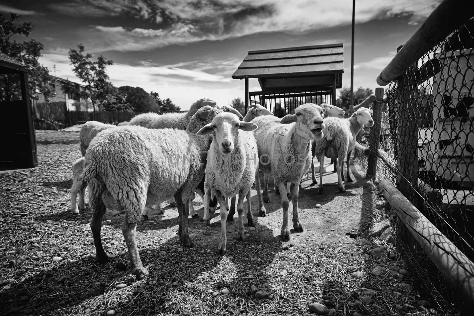 Sheep on a farm, detail of mammalian animals, wool and milk, food production