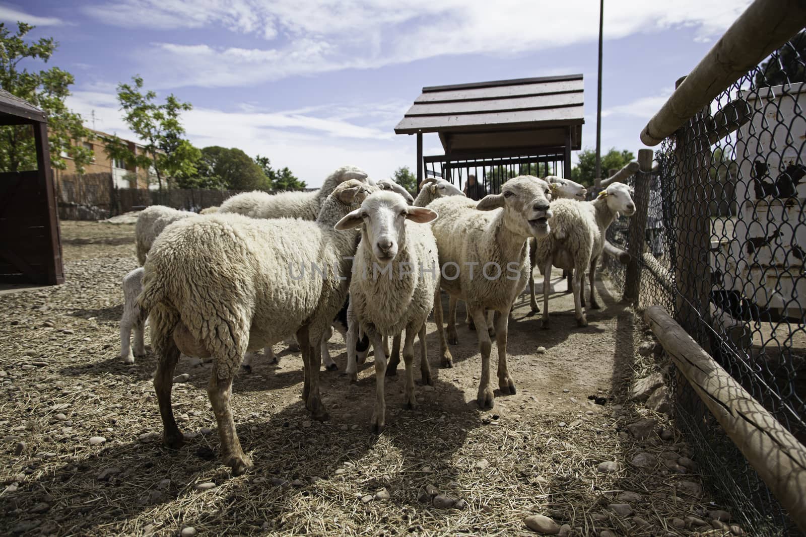 Sheep on a farm, detail of mammalian animals, wool and milk, food production