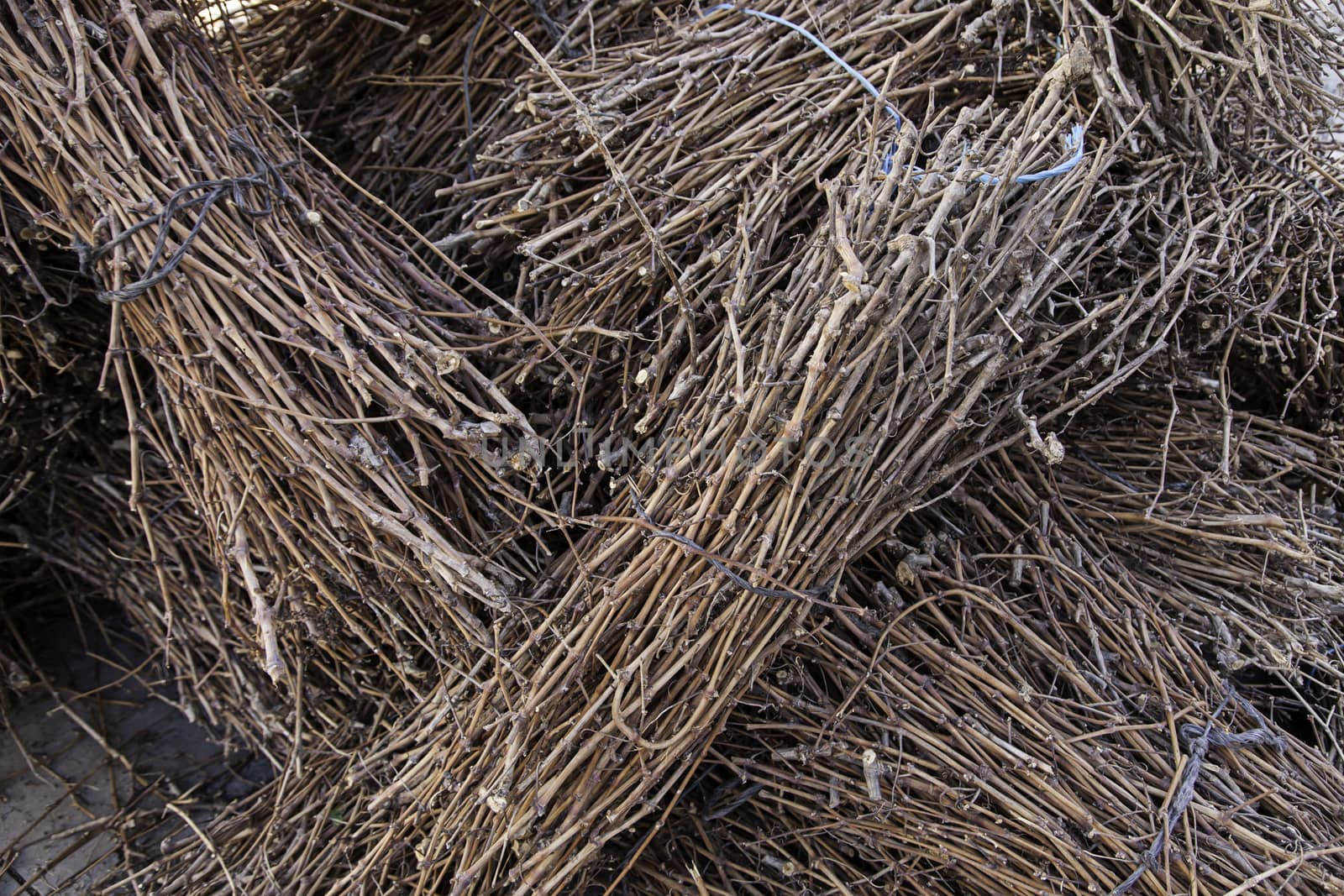 Branches of vines, detail of branches to make embers for roasting