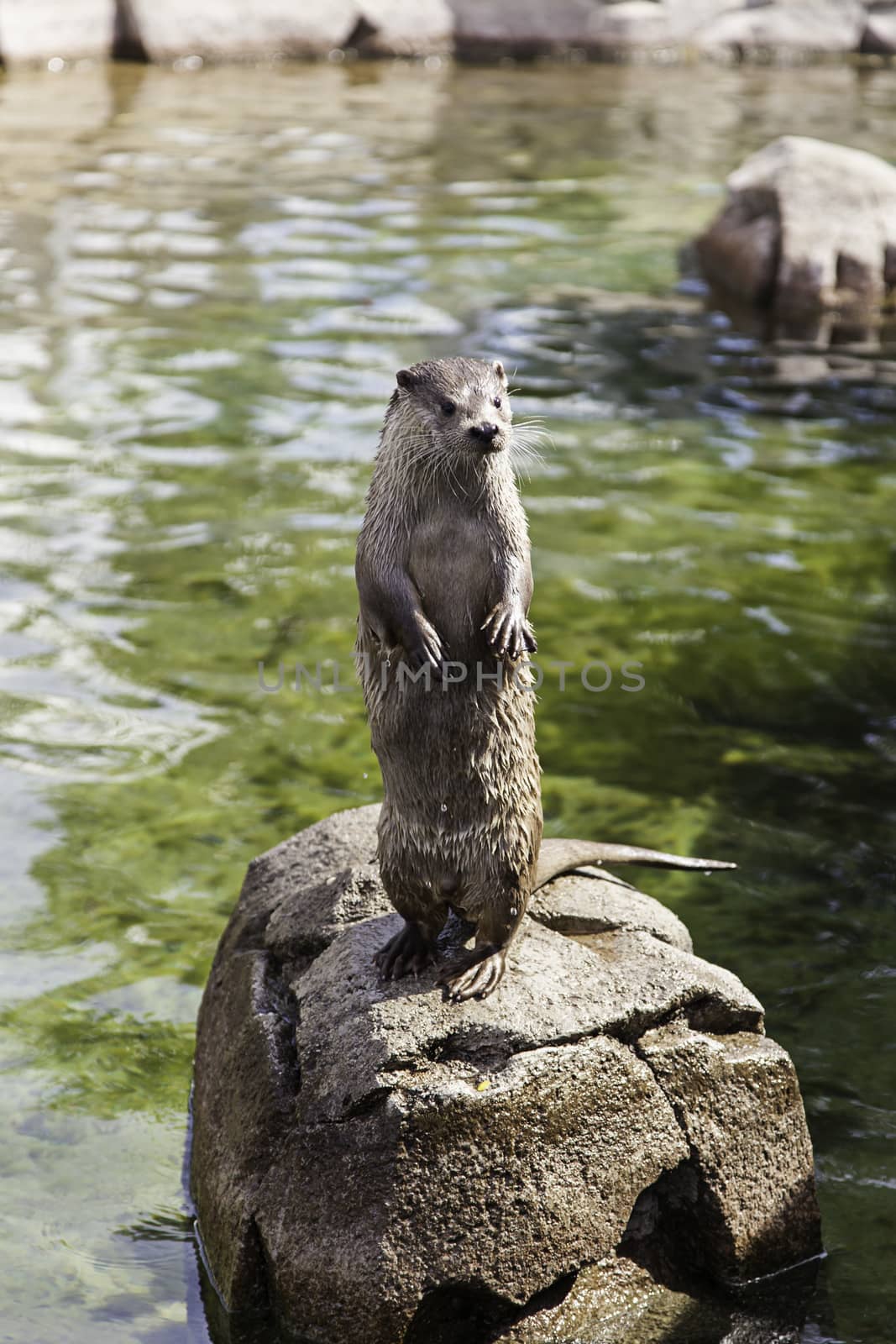 Otter in the water, detail of a wild animal, nature