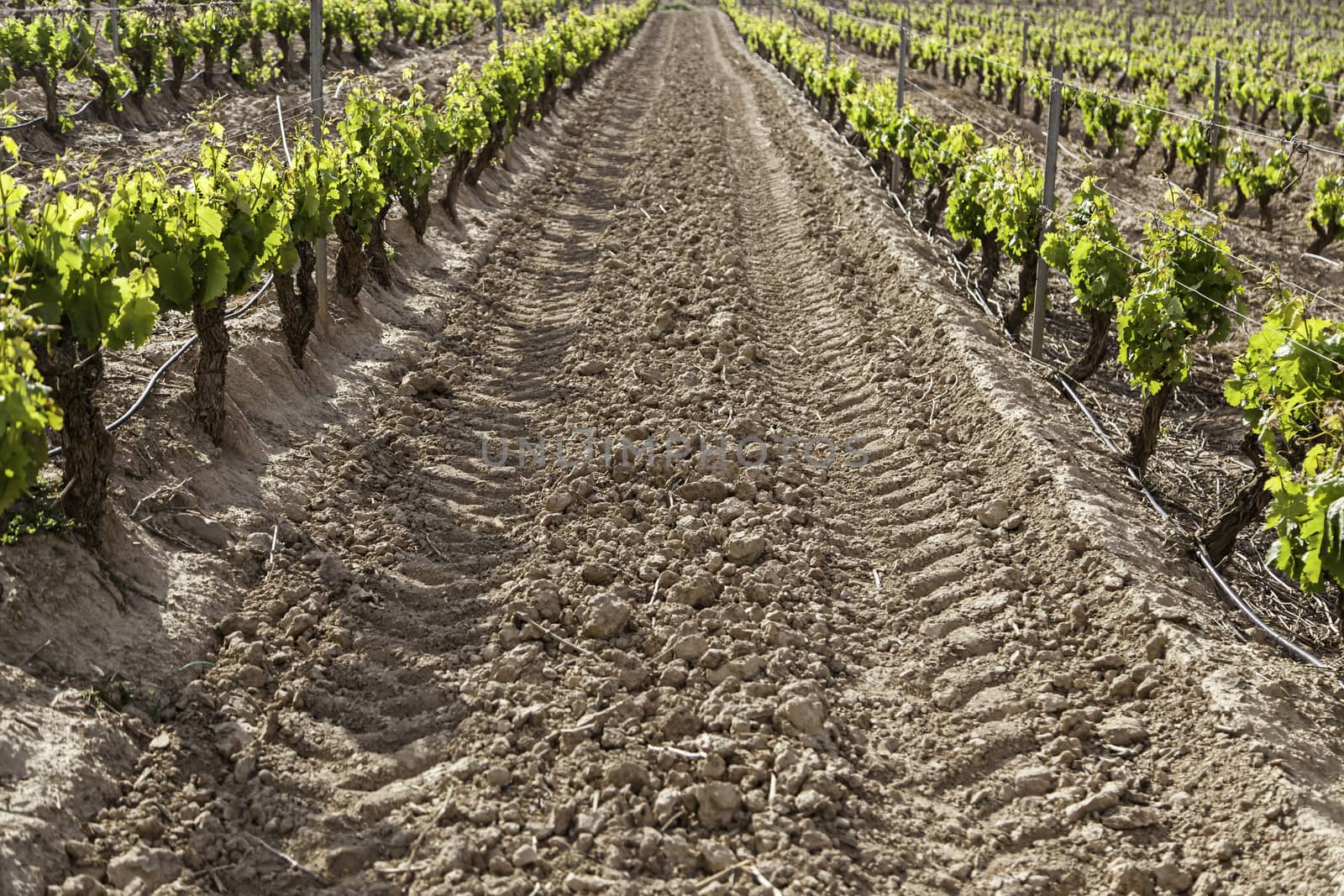 Vineyard, detail of some vineyards in the countryside, vineyards, wine