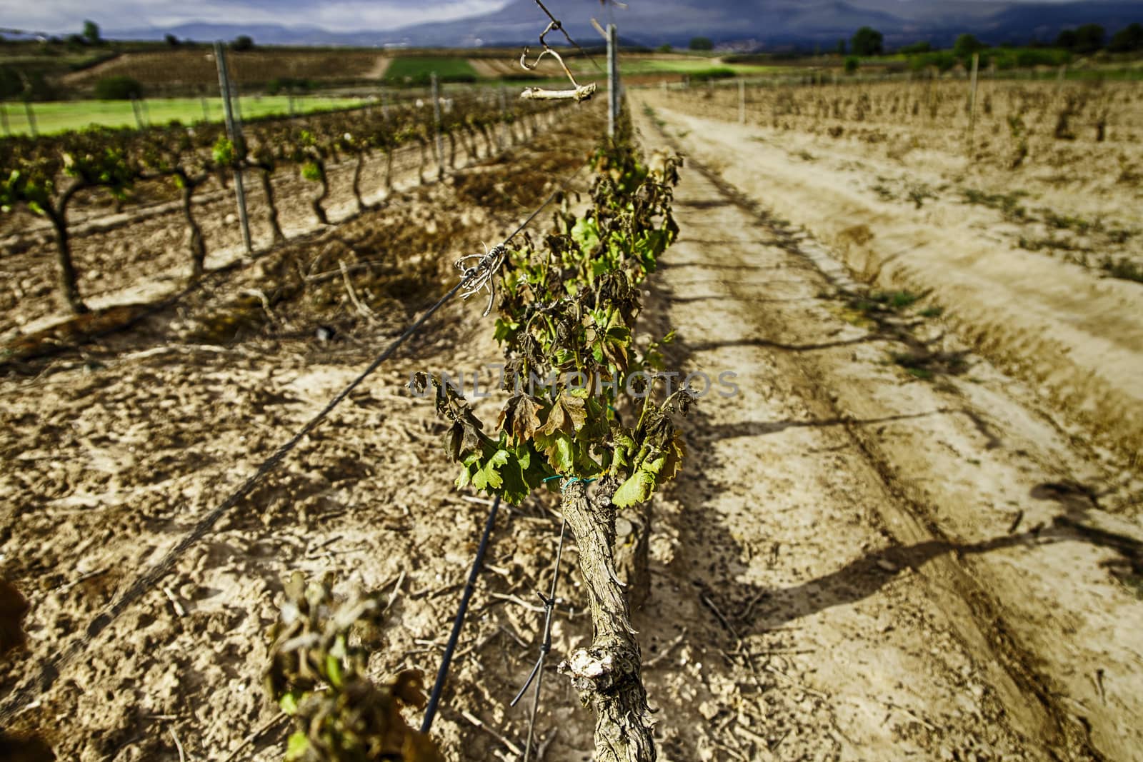 Vineyards by esebene