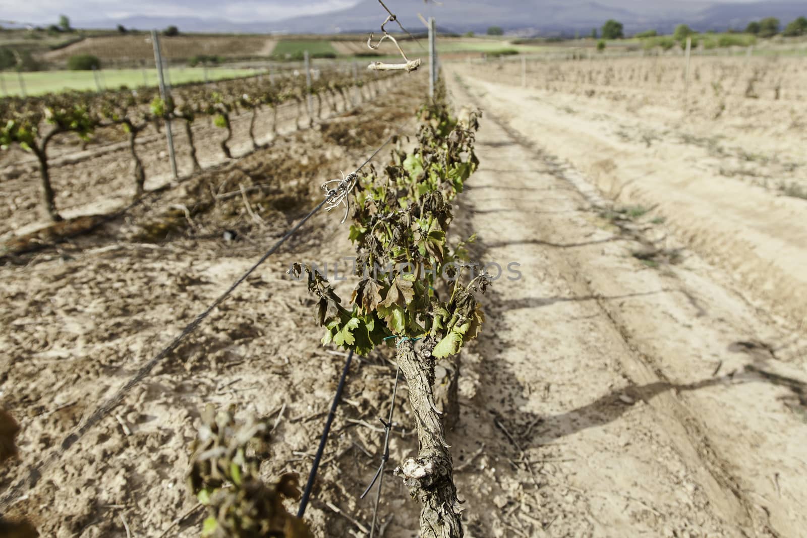 Vineyards by esebene