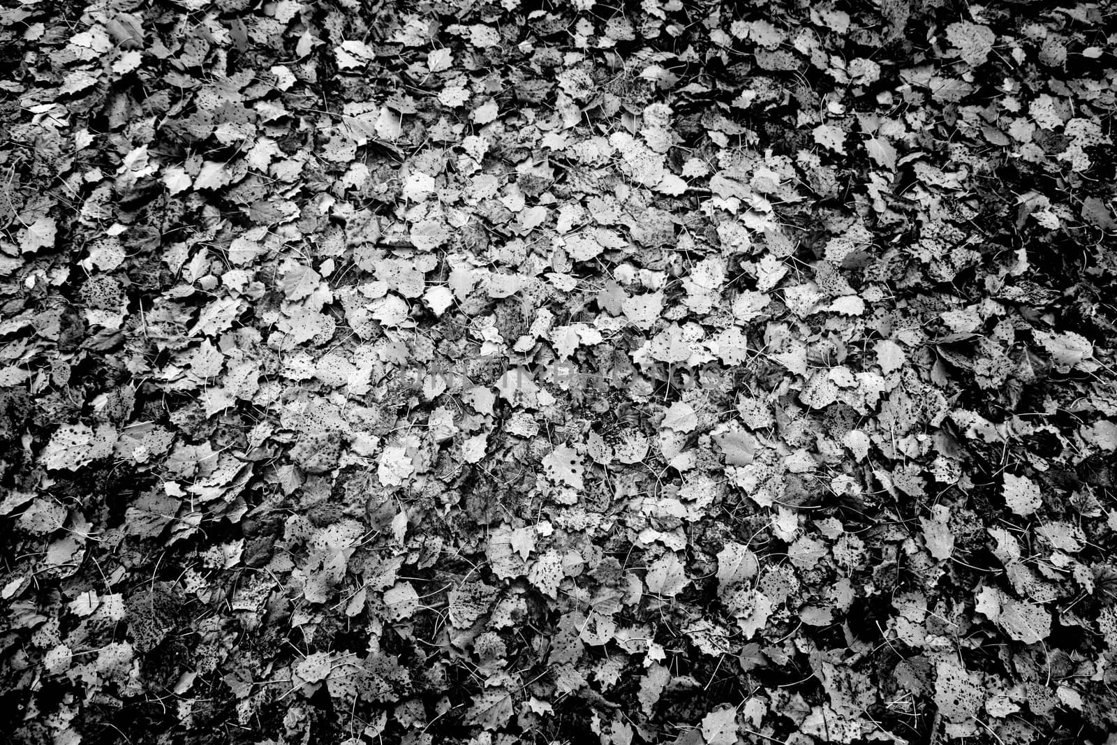 Dried leaves in autumn in a forest