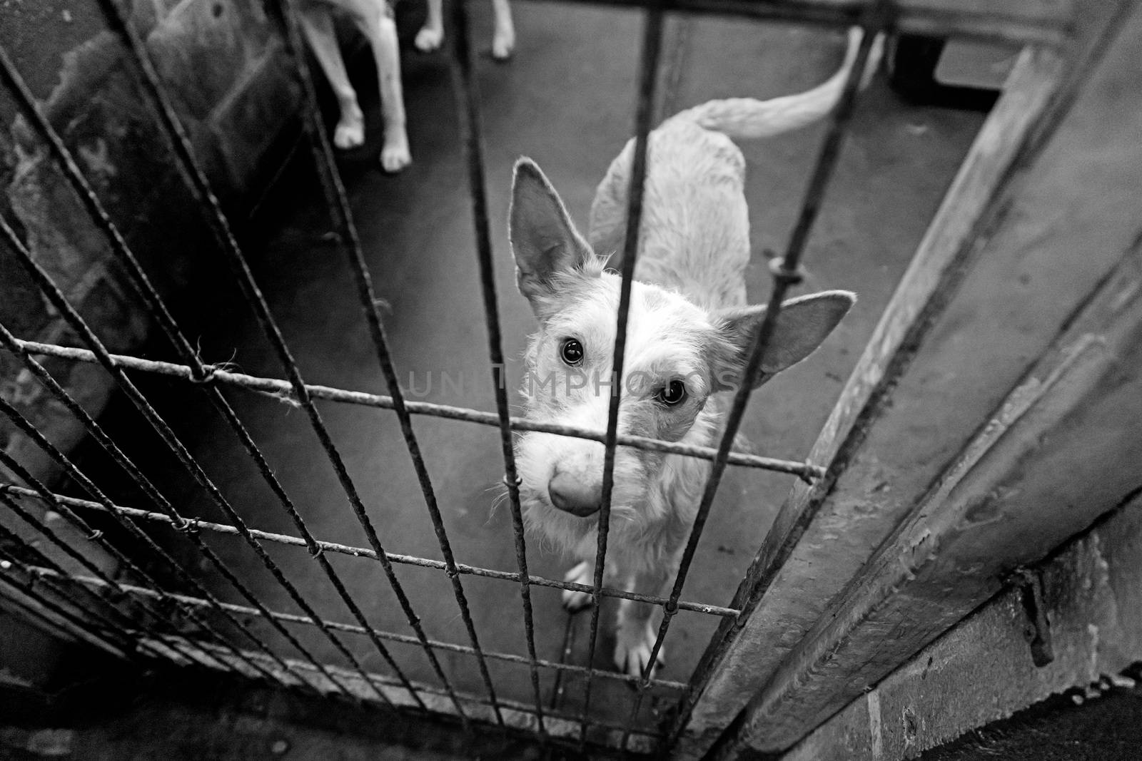 Caged and abandoned dogs, detail of street animals, animal abuse