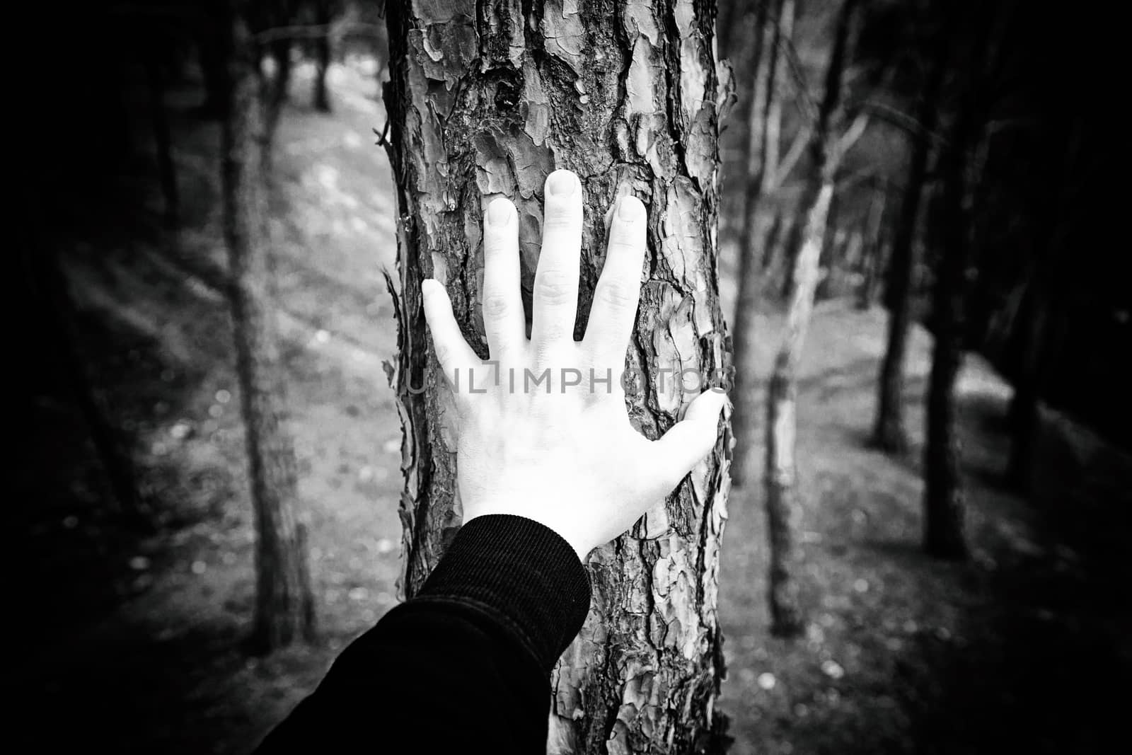 Male hand touching a tree, detail of love for nature, environment