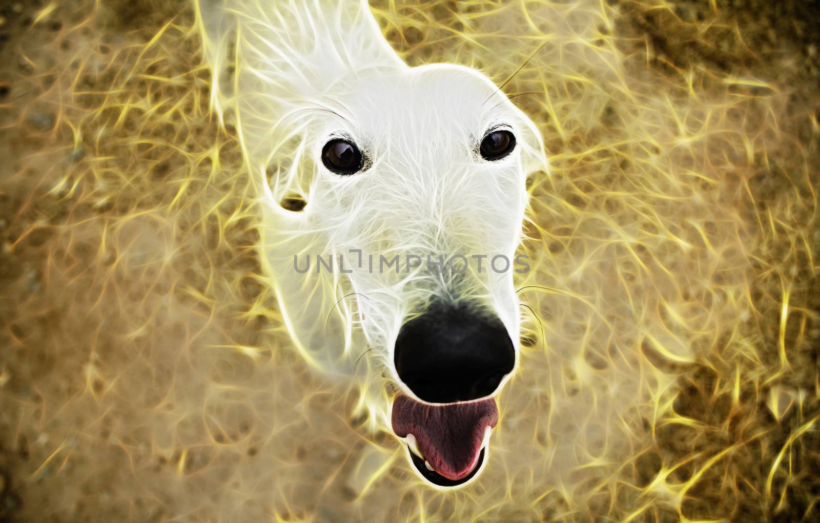 Happy Greyhound, detail of a happy dog, pets