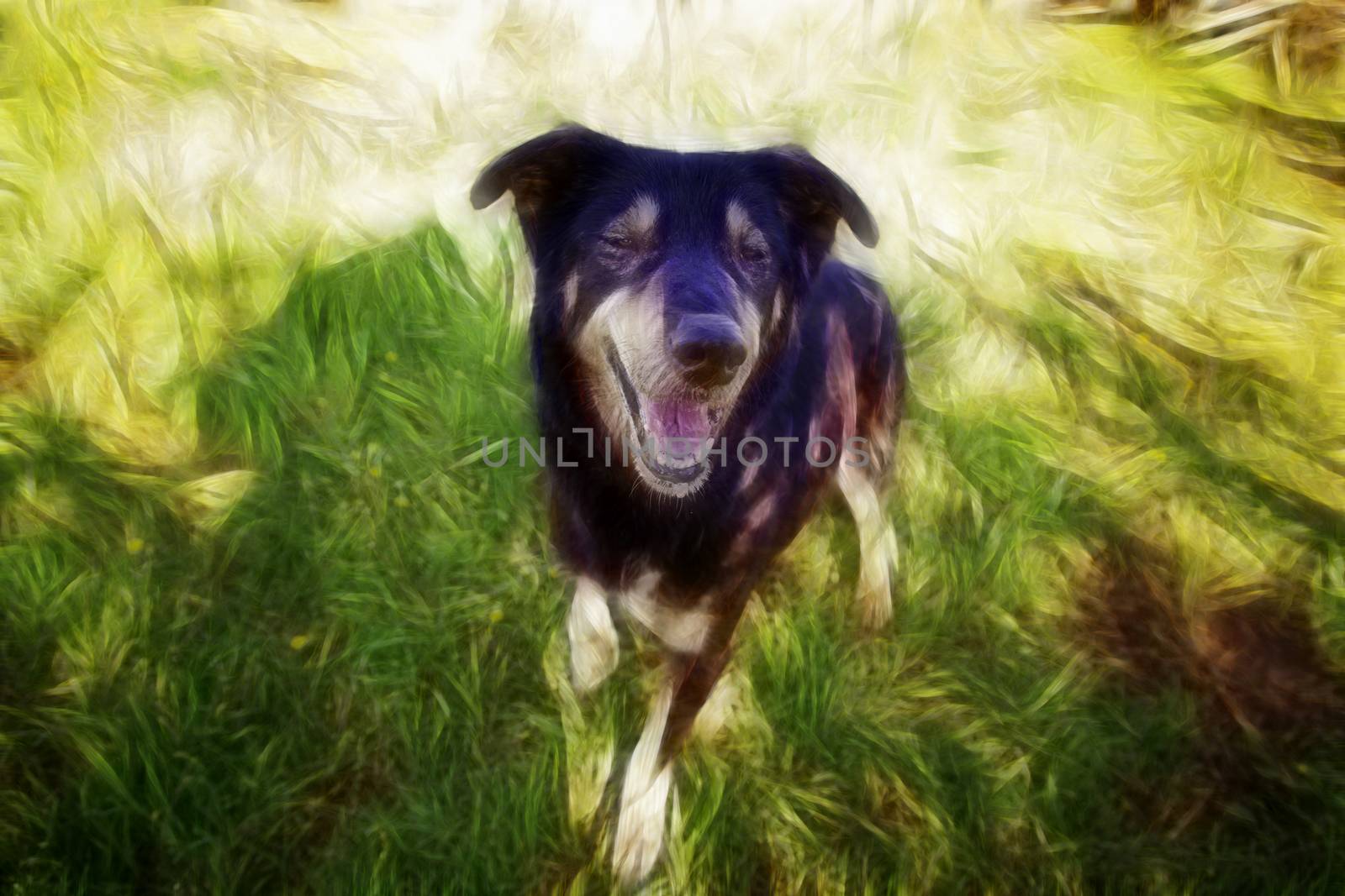 Happy dog, detail of a happy dog, pet