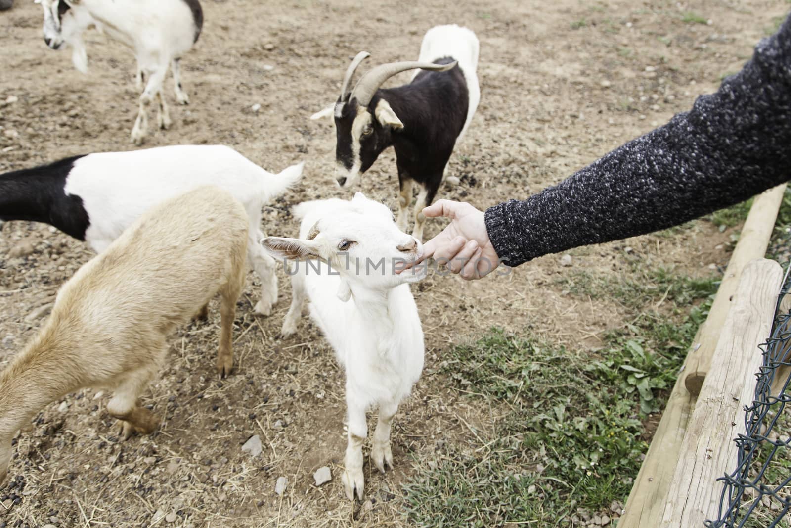 Fondling a goat on a farm, detail of a mammal, large producer