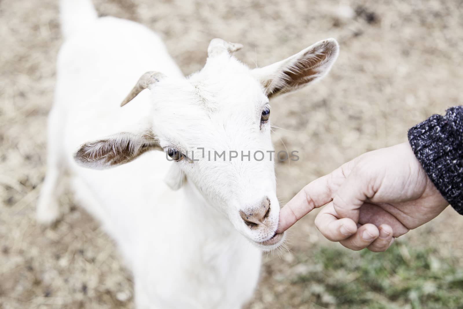 Fondling a goat on a farm, detail of a mammal, large producer