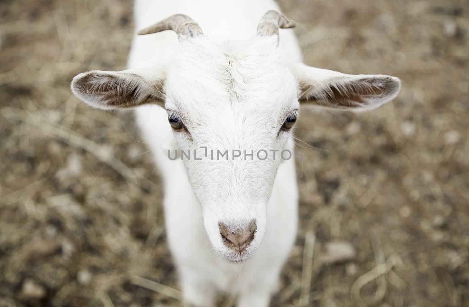 Small goat on a farm, detail of a mammal animal, animal breeding