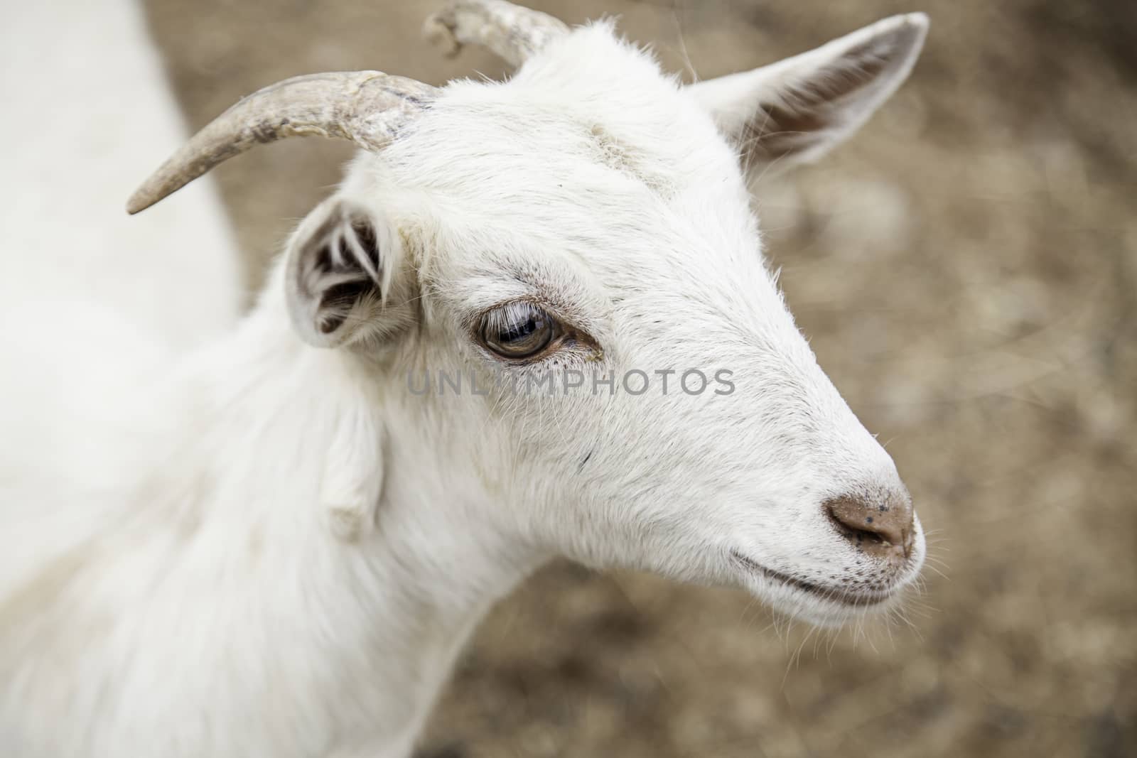 Small goat on a farm, detail of a mammal animal, animal breeding