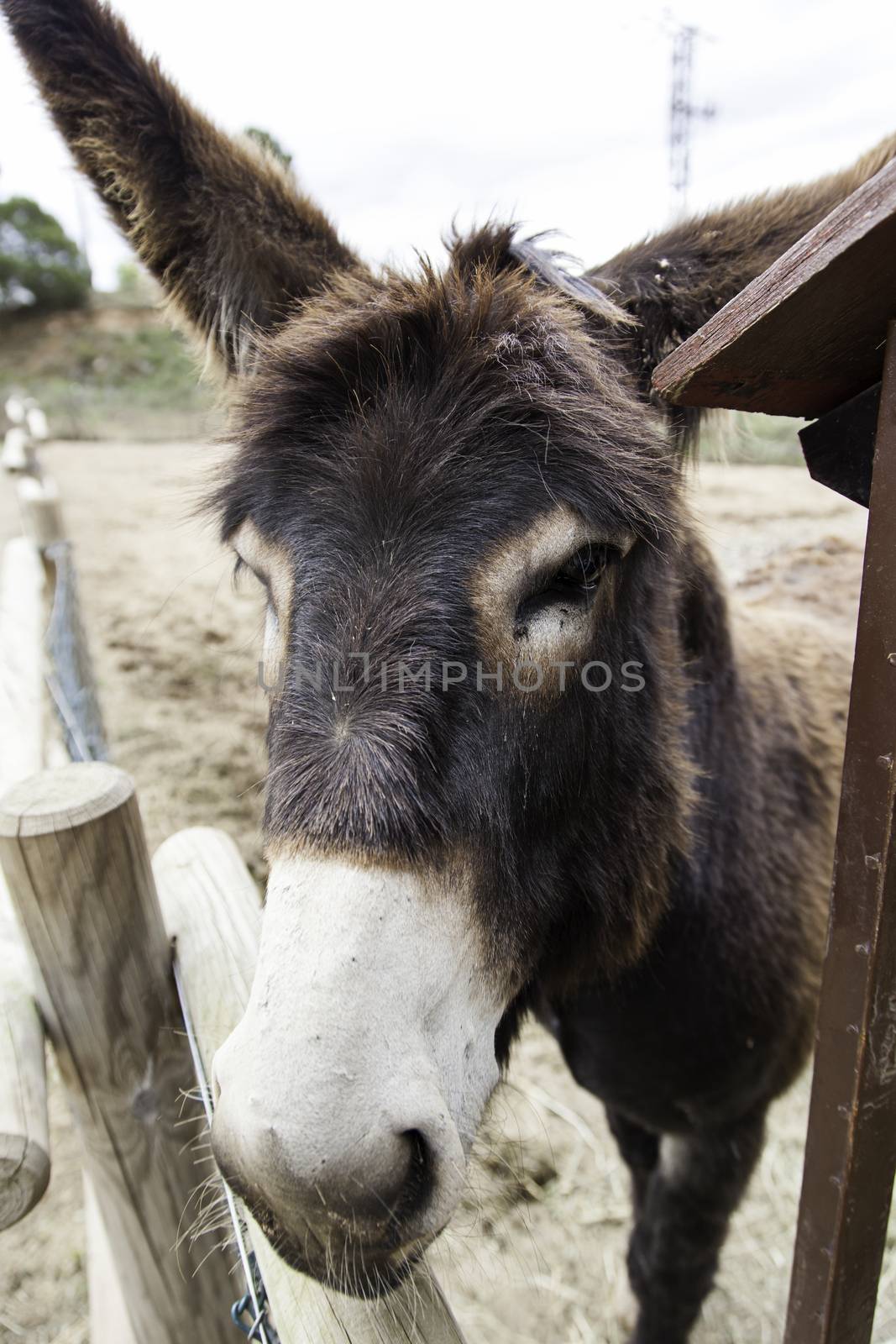 Donkey on a farm, detail of a mammal animal, animal breeding