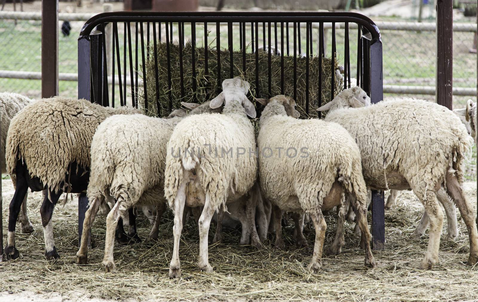 Sheep eating, detail of a sheep eating grass on a farm, wool and meat production