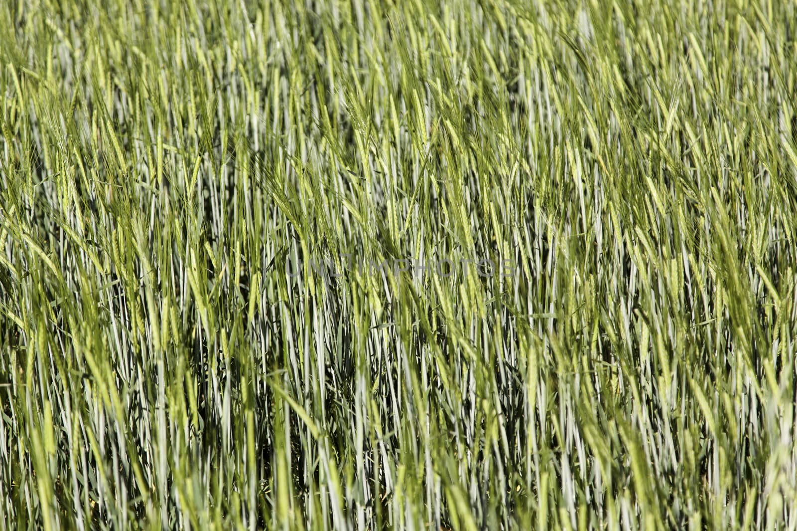 Wheat, field, detail of a cereal planting, food of healthy life