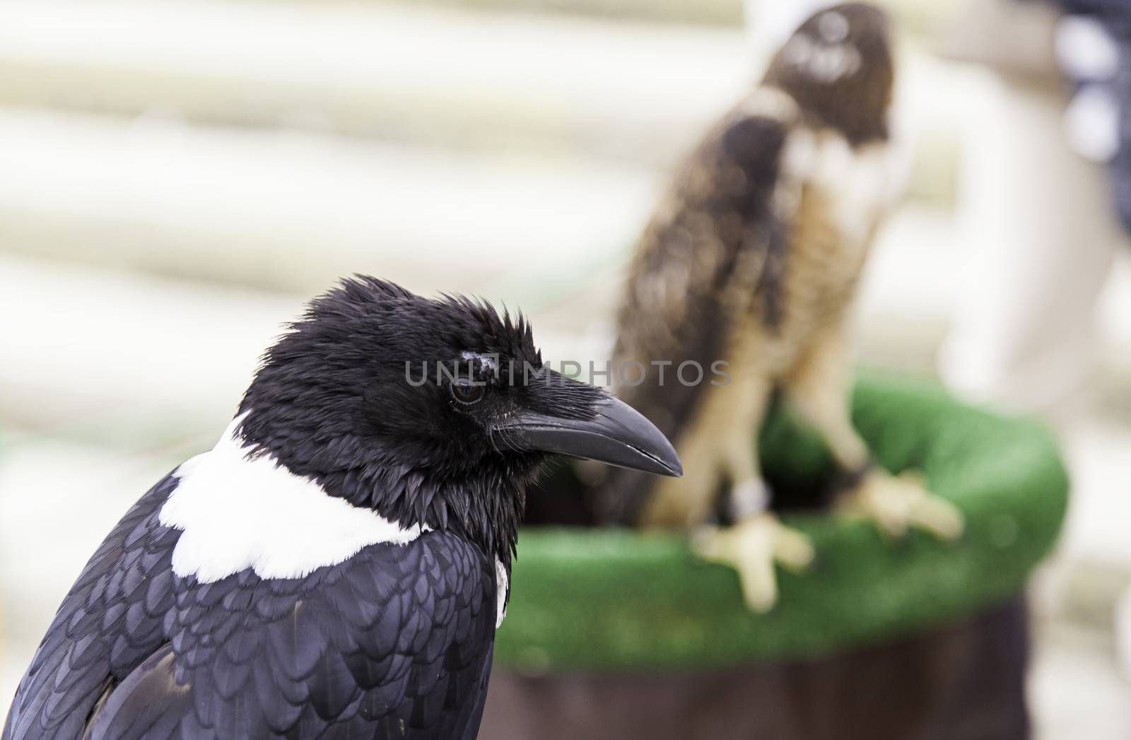 American black crow, detail of a wild bird, myth and superstition