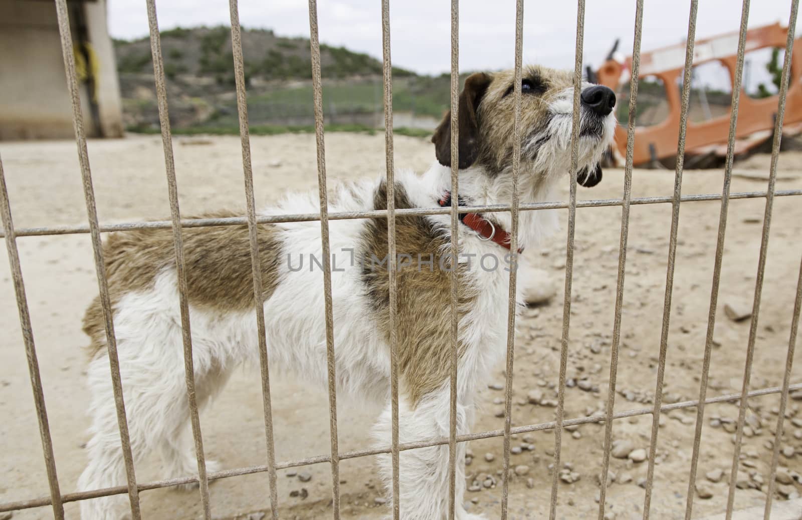 Dog abandoned behind bars, detail of a homeless pet, loneliness and pity