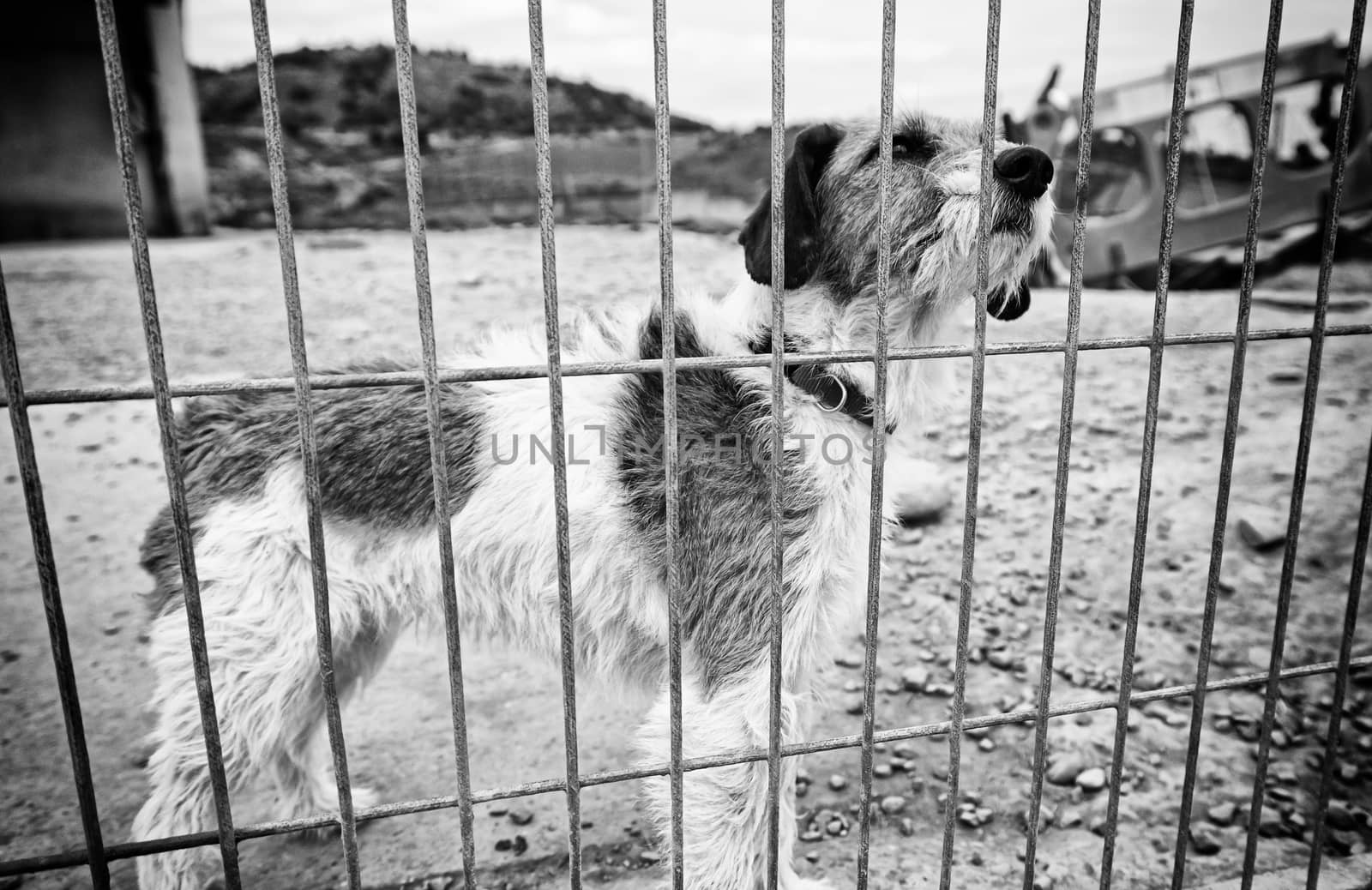 Dog abandoned behind bars, detail of a homeless pet, loneliness and pity