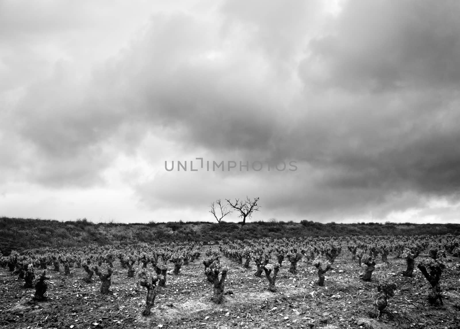 Vineyard, detail of some vineyards in the countryside, vineyards, wine