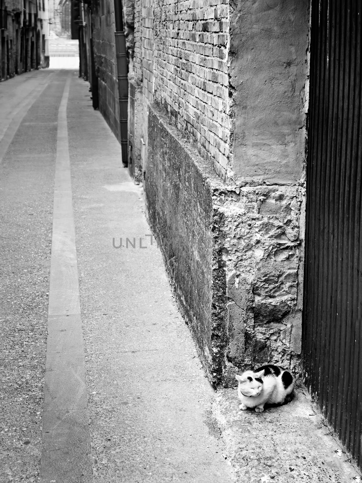 City street cat, detail of an animal in freedom, pet, feline