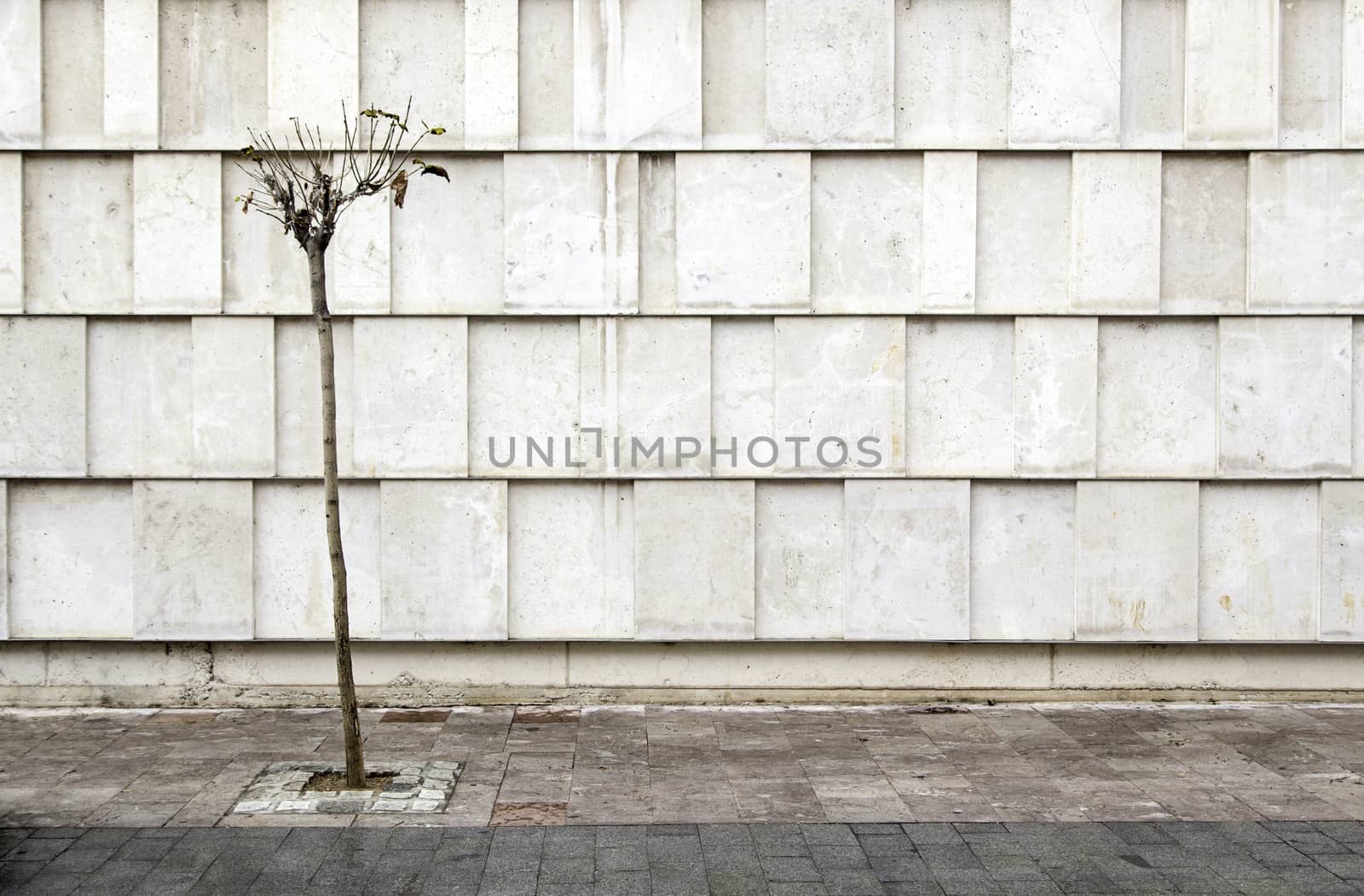 Modern facade with tree, photographic composition for architecture
