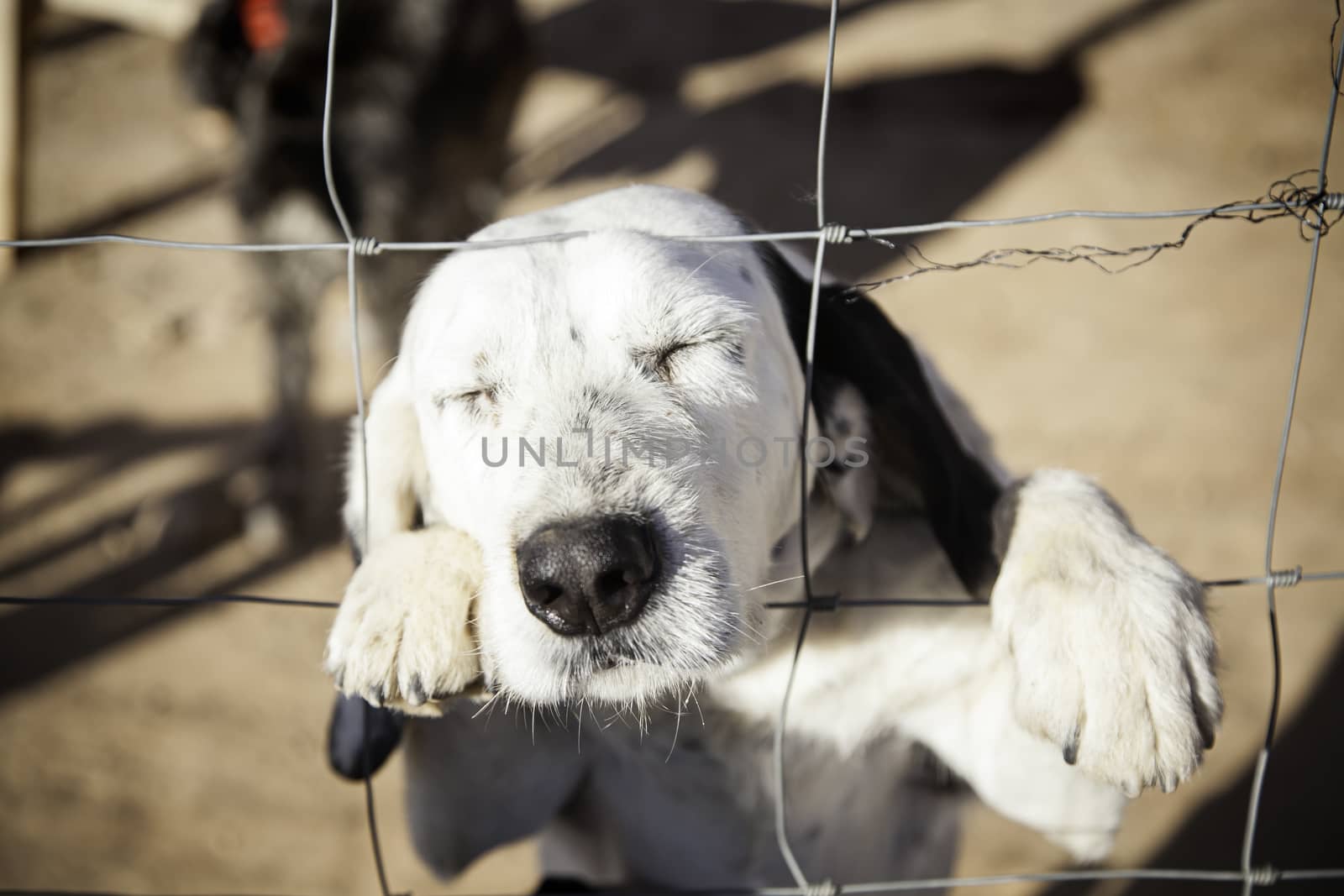 Dog abandoned behind bars, detail of a homeless pet, loneliness and pity