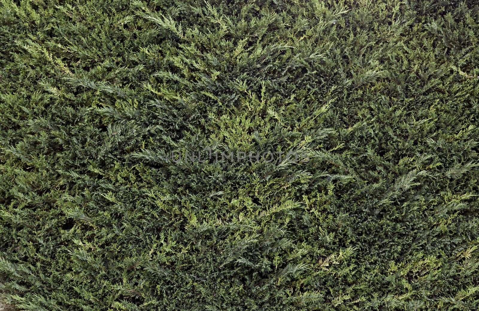 Pine background in a field