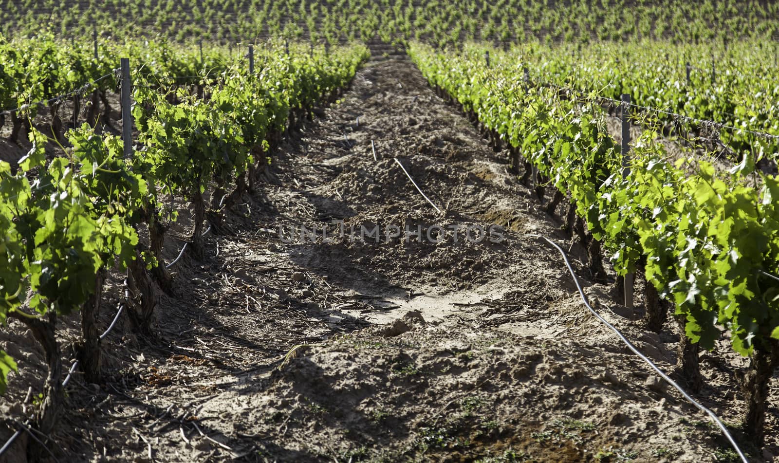 Vineyards by esebene