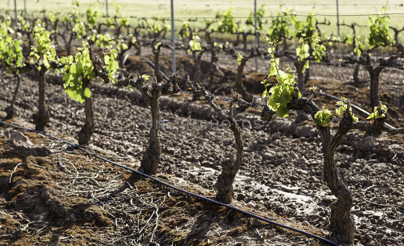 Vineyard, detail of some vineyards in the countryside, vineyards, wine