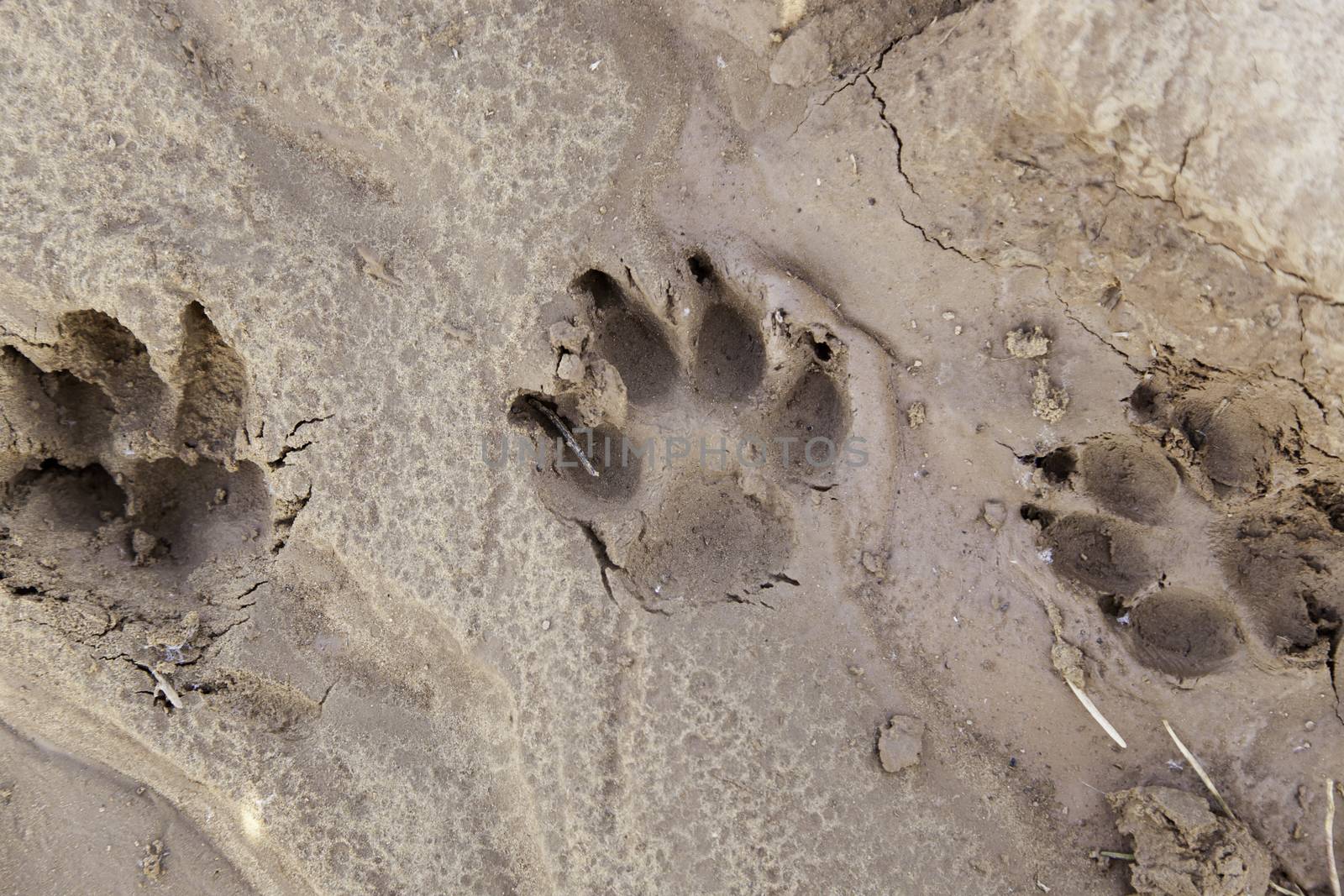 Dog tracks in the mud, detail of a mark on the ground
