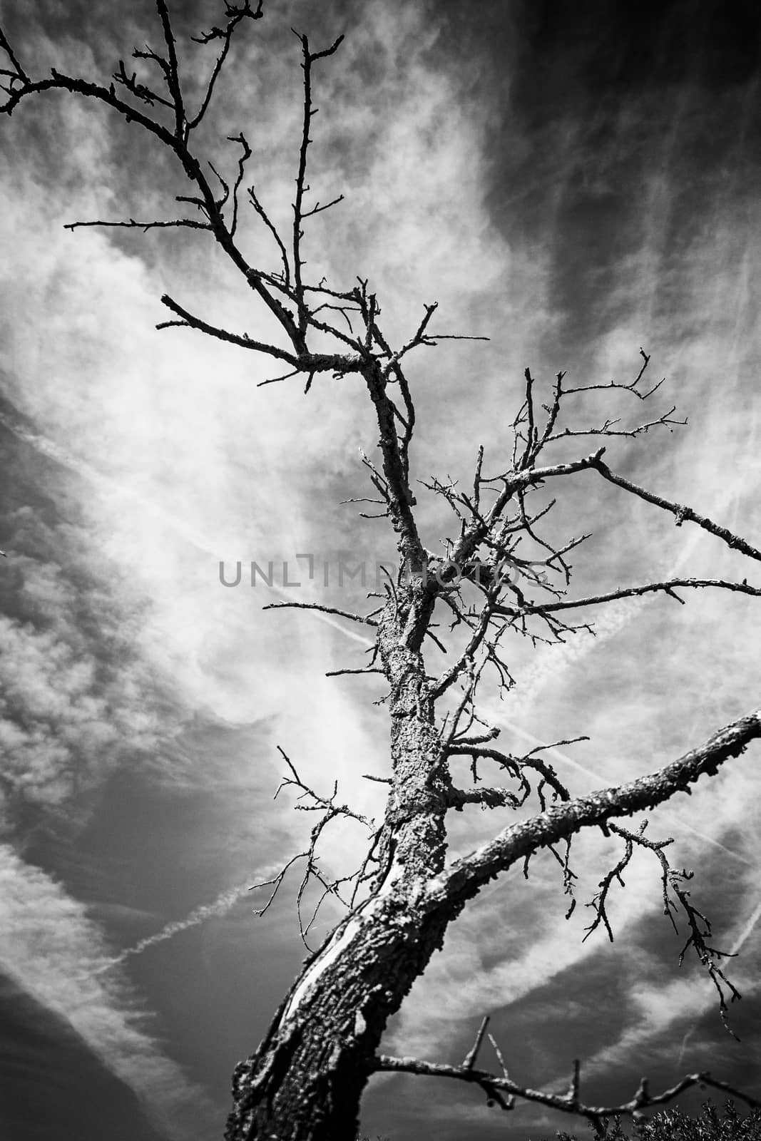 Tetric tree, detail of a tree branches, tetric, nature